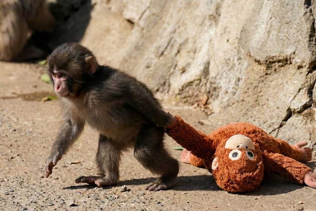 What Punch the Monkey Teaches Us about Families with Autism